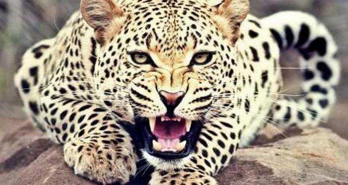 Calf killed in Shibamani attack | शिरसमणी येथे बिबट्याच्या हल्ल्यात वासरू ठार