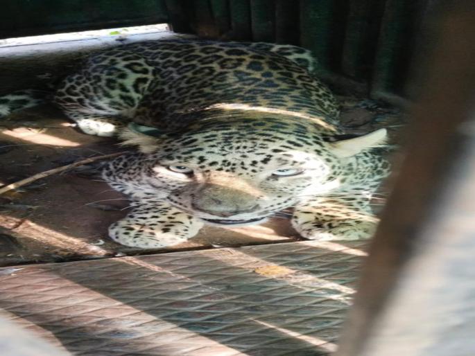 pune crime Second female leopard captured in Kolmala Otur | ओतूर : अखेर कोळमळा येथील दुसरी बिबट मादी जेरबंद  pune crime Second female leopard captured in Kolmala Otur | ओतूर : अखेर कोळमळा येथील दुसरी बिबट मादी जेरबंद