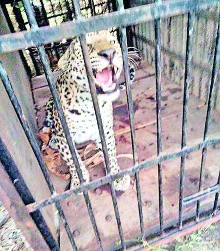 Pithalwad in Chalisgaon taluka leopard in Mhalsa, but second runway | चाळीसगाव तालुक्यात पिंपळवाड म्हाळसा येथे बिबट्या अखेर जेरबंद, मात्र दुसरा पळाला Pithalwad in Chalisgaon taluka leopard in Mhalsa, but second runway | चाळीसगाव तालुक्यात पिंपळवाड म्हाळसा येथे बिबट्या अखेर जेरबंद, मात्र दुसरा पळाला