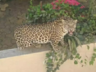 Forest Department outspokenness; Says .. The attack on the cow and calf was not by leopard but by fear | वन विभागाची स्पष्टोक्ती; म्हणे.. गाय-वासरावर बिबट्यानं नव्हे तरसानं केला हल्ला Forest Department outspokenness; Says .. The attack on the cow and calf was not by leopard but by fear | वन विभागाची स्पष्टोक्ती; म्हणे.. गाय-वासरावर बिबट्यानं नव्हे तरसानं केला हल्ला