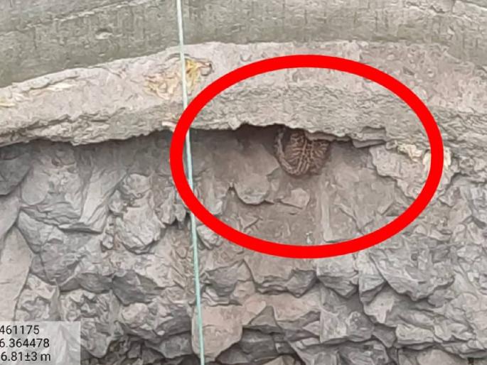 Rescue of a leopard calf that fell into a well; Incidents in Karwand Shivara | विहीरीत पडलेल्या बिबट्ट्याच्या बछड्याची सुटका; करवंड शिवारातील घटना Rescue of a leopard calf that fell into a well; Incidents in Karwand Shivara | विहीरीत पडलेल्या बिबट्ट्याच्या बछड्याची सुटका; करवंड शिवारातील घटना