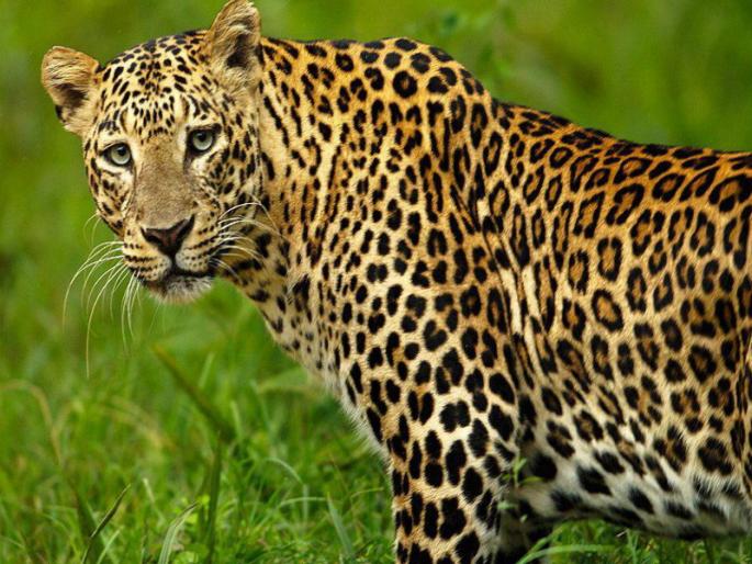 forest department sleeps and leopards only wake up will leopards be rampant in pune in future? | 'वनविभाग झोपला अन् बिबट्या मात्र जागा', भविष्यात पुण्यात बिबट्यांचा धुमाकूळ माजणार? forest department sleeps and leopards only wake up will leopards be rampant in pune in future? | 'वनविभाग झोपला अन् बिबट्या मात्र जागा', भविष्यात पुण्यात बिबट्यांचा धुमाकूळ माजणार?