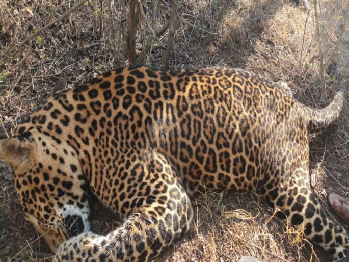 Leopards were found dead condition in Loni Kalbhore area | लोणी काळभोर परिसरात मृतावस्थेत बिबट्या आढळला Leopards were found dead condition in Loni Kalbhore area | लोणी काळभोर परिसरात मृतावस्थेत बिबट्या आढळला