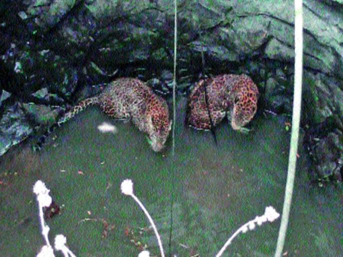 Two leopards were searched in the search for the prey | भक्ष्याच्या शोधातील दोन बिबटे पडले विहिरीत Two leopards were searched in the search for the prey | भक्ष्याच्या शोधातील दोन बिबटे पडले विहिरीत