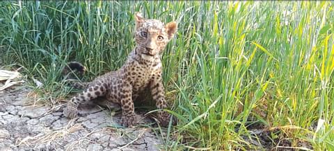 The third victim was a man-eating leopard; Panic persists in Karmala area | नरभक्षक बिबट्याने घेतला तिसरा बळी; करमाळा परिसरातील दहशत कायम