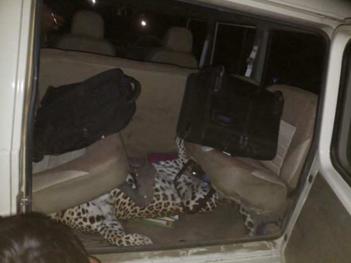 Seven people have died after killing a cannibal cat in Jalgaon | जळगावात धुमाकूळ घालणा-या नरभक्षक बिबटयाला ठार करण्यात अखेर यश, सात जणांचा घेतला होता बळी Seven people have died after killing a cannibal cat in Jalgaon | जळगावात धुमाकूळ घालणा-या नरभक्षक बिबटयाला ठार करण्यात अखेर यश, सात जणांचा घेतला होता बळी