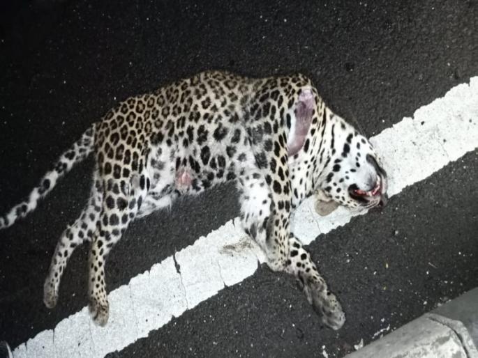 A leopard was death in an unidentified vehicle accident at Kalamb on the Pune-Nashik highway | पुणे -नाशिक महामार्गावर कळंब येथे अज्ञात वाहनाच्या धडकेत बिबट्या ठार  A leopard was death in an unidentified vehicle accident at Kalamb on the Pune-Nashik highway | पुणे -नाशिक महामार्गावर कळंब येथे अज्ञात वाहनाच्या धडकेत बिबट्या ठार