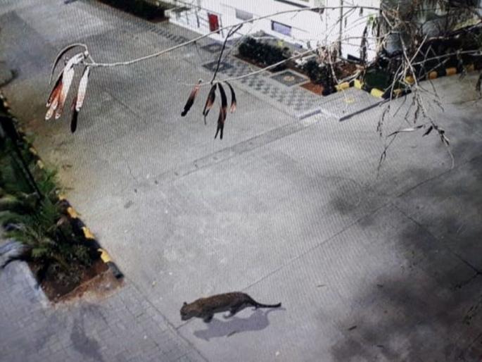 Leopard in Thane Near Koram Mall parking | ठाण्यात बिबट्या दिसल्यानं नागरिकांची उडाली तारांबळ, कोरम मॉलच्या पार्किंगमध्ये बिबट्याचा शिरकाव 