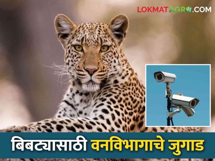 Early warning system to prevent leopard attacks, how does it work? | बिबट हल्ले रोखण्यासाठी आले पूर्वसूचना यंत्र, कसे करते काम?