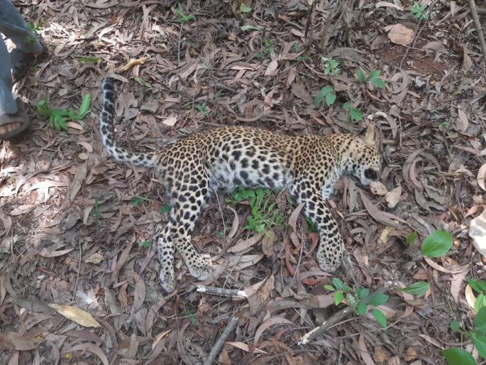Leopard starves to death | लांजात बिबट्याचा भूकबळीने मृत्यू Leopard starves to death | लांजात बिबट्याचा भूकबळीने मृत्यू