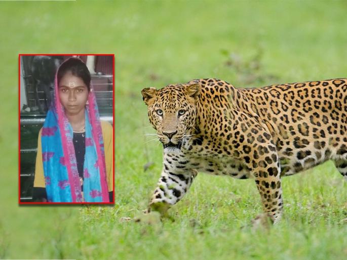unfortunate death of a woman in front of her husband leopard took it to the sugarcane field and hunted | पतीच्या डोळ्यासमोर महिलेचा दुर्दैवी मृत्यू; बिबट्याने ऊसाच्या शेतात नेऊन केली शिकार unfortunate death of a woman in front of her husband leopard took it to the sugarcane field and hunted | पतीच्या डोळ्यासमोर महिलेचा दुर्दैवी मृत्यू; बिबट्याने ऊसाच्या शेतात नेऊन केली शिकार