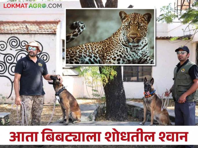 India's first wildlife detection dog unit to track down leopards | बिबट्याला शोधणारं भारतातील पाहिलं वाइल्ड लाइफ डिटेक्शन डॉग युनिट India's first wildlife detection dog unit to track down leopards | बिबट्याला शोधणारं भारतातील पाहिलं वाइल्ड लाइफ डिटेक्शन डॉग युनिट