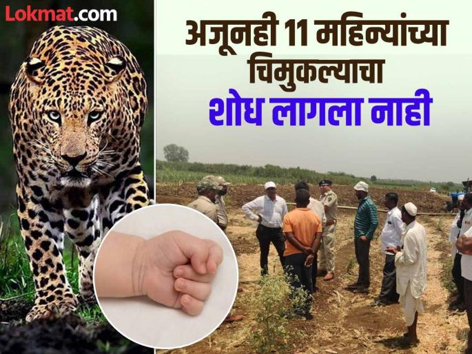 Leopard attack in Daund taluka; Sheep enclosure attacked; 11-month-old baby carried away | दौंड तालुक्यात बिबट्याचा उच्छाद; मेंढ्यांच्या वाड्यावर हल्ला; ११ महिन्यांच्या बाळाला उचलून नेले