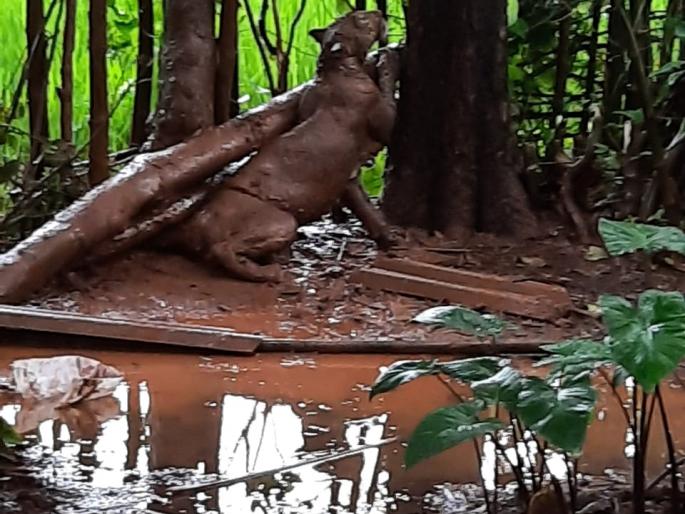 Leopard attack on both in the rain | पावसमध्ये दोघांवर बिबट्याचा हल्ला Leopard attack on both in the rain | पावसमध्ये दोघांवर बिबट्याचा हल्ला
