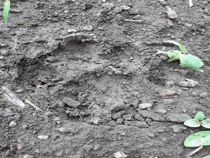 Leopard in Godhala Shivar in Renapur taluka | रेणापूर तालुक्यातील गोढाळा शिवारात बिबट्याचा वावर 