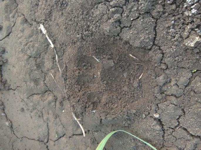 After Deulgaon in Parbhani district, now the leopard scare in the devthana area | परभणी जिल्ह्यात देऊळगावनंतर आता देवठाणा परिसरात बिबट्याची धास्ती After Deulgaon in Parbhani district, now the leopard scare in the devthana area | परभणी जिल्ह्यात देऊळगावनंतर आता देवठाणा परिसरात बिबट्याची धास्ती