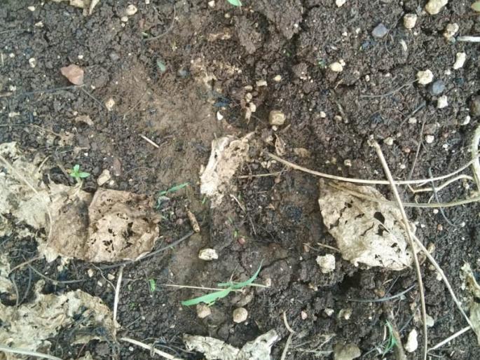 In Gadhinglaj taluka also, leopard is seen in Teginhal | गडहिंग्लज तालुक्यातही बिबट्याचा वावर, तेगिनहाळमध्ये दर्शन In Gadhinglaj taluka also, leopard is seen in Teginhal | गडहिंग्लज तालुक्यातही बिबट्याचा वावर, तेगिनहाळमध्ये दर्शन