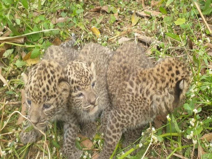 leopard cubs found in sugarcane field nere pimpri chinchwad | पिंपरी-चिंचवड: उसाच्या शेतात आढळली बिबट्याची पिल्ले; नागरिकांना काळजी घेण्याचे आवाहन leopard cubs found in sugarcane field nere pimpri chinchwad | पिंपरी-चिंचवड: उसाच्या शेतात आढळली बिबट्याची पिल्ले; नागरिकांना काळजी घेण्याचे आवाहन