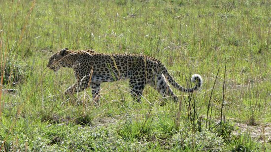 Scary Panic at Chinchkhed | चिंचखेड येथे बिबट्याची दहशत Scary Panic at Chinchkhed | चिंचखेड येथे बिबट्याची दहशत