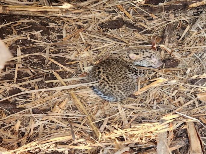 A leopard calf was found in Chalisgaon jalgaon forest department on spot |  जळगाव : चाळीसगावला आढळला बिबट्याचा बछडा, ऊसतोड सुरु असतांना झाले दर्शन