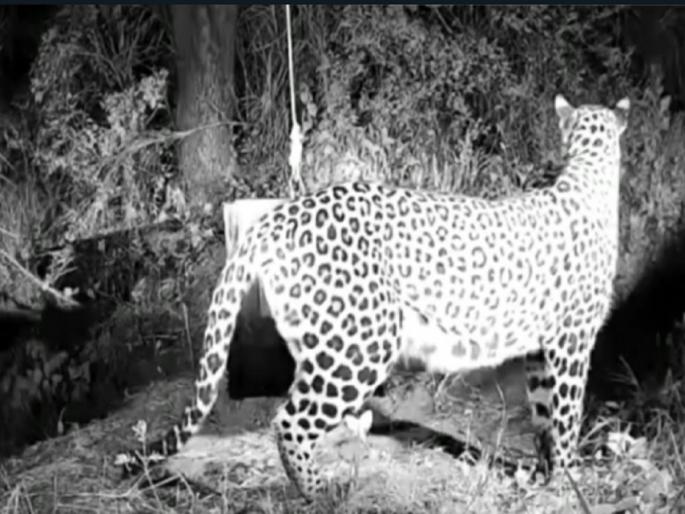 Leopard cubs reunited with mother, incident in Zakhinwadi | बिबट्याच्या बछड्यांचे आईशी घडले पुनर्मिलन, जखिणवाडीतील घटना Leopard cubs reunited with mother, incident in Zakhinwadi | बिबट्याच्या बछड्यांचे आईशी घडले पुनर्मिलन, जखिणवाडीतील घटना