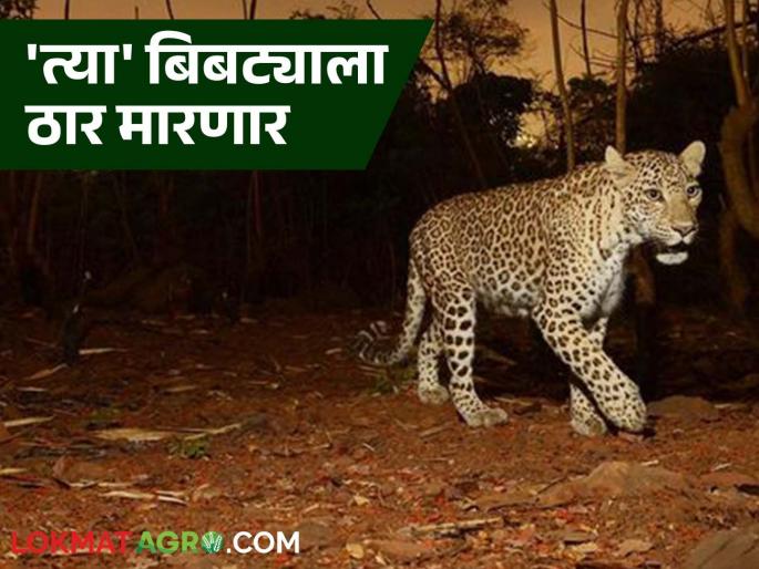 Finally, permission was given to kill 'that' leopard; Order of the state's Principal Chief Conservator of Forests | अखेर 'त्या' बिबट्याला ठार मारण्याची परवानगी दिली; राज्याच्या प्रधान मुख्य वन संरक्षकांचा आदेश Finally, permission was given to kill 'that' leopard; Order of the state's Principal Chief Conservator of Forests | अखेर 'त्या' बिबट्याला ठार मारण्याची परवानगी दिली; राज्याच्या प्रधान मुख्य वन संरक्षकांचा आदेश