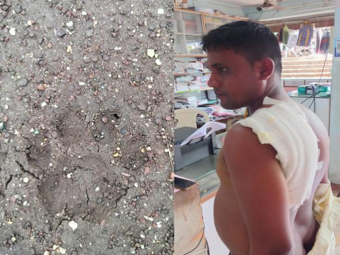 Leopard attack on nursery worker; Incidents near Nalganga, excitement in the area | रोपवाटिकेतील कर्मचाऱ्यावर बिबट्याचा हल्ला; नळगंगा नजीकच्या घटना, परिसरात खळबळ Leopard attack on nursery worker; Incidents near Nalganga, excitement in the area | रोपवाटिकेतील कर्मचाऱ्यावर बिबट्याचा हल्ला; नळगंगा नजीकच्या घटना, परिसरात खळबळ