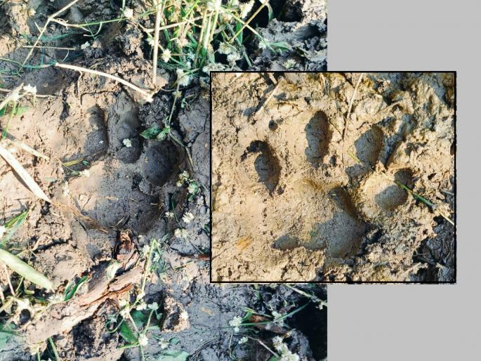 Pathri was shaken! Leopard attacked a cowshed in Bandarwada Shivara; The calf was snatched and thrown into the field | पाथरी हादरले! बांदरवाडा शिवारात बिबट्याचा गोठ्यावर हल्ला; वासरू पळवून शेतात केले फस्त Pathri was shaken! Leopard attacked a cowshed in Bandarwada Shivara; The calf was snatched and thrown into the field | पाथरी हादरले! बांदरवाडा शिवारात बिबट्याचा गोठ्यावर हल्ला; वासरू पळवून शेतात केले फस्त