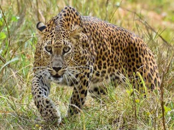 Two bikers injured in leopard attack, incident in Junnar forest area | Pune: बिबट्याच्या हल्ल्यात दोन दुचाकीस्वार जखमी, जुन्नर वनपरिक्षेत्रातील घटना Two bikers injured in leopard attack, incident in Junnar forest area | Pune: बिबट्याच्या हल्ल्यात दोन दुचाकीस्वार जखमी, जुन्नर वनपरिक्षेत्रातील घटना