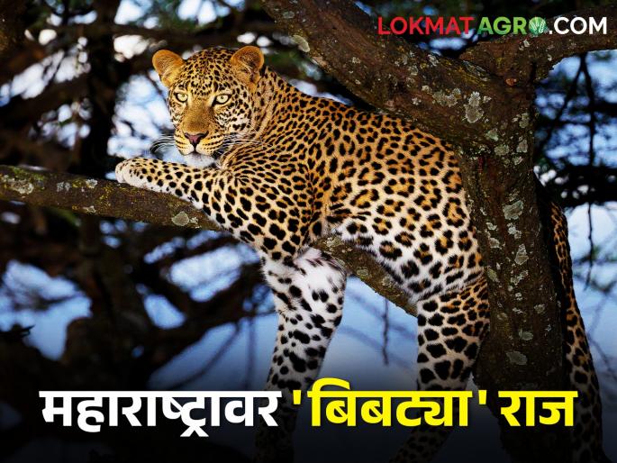 There are two thousand leopards in Maharashtra but 75 percent of them live outside the forest | महाराष्ट्रात दोन हजार बिबटे पण त्यातले ७५ टक्के राहतात जंगलाच्या बाहेर There are two thousand leopards in Maharashtra but 75 percent of them live outside the forest | महाराष्ट्रात दोन हजार बिबटे पण त्यातले ७५ टक्के राहतात जंगलाच्या बाहेर