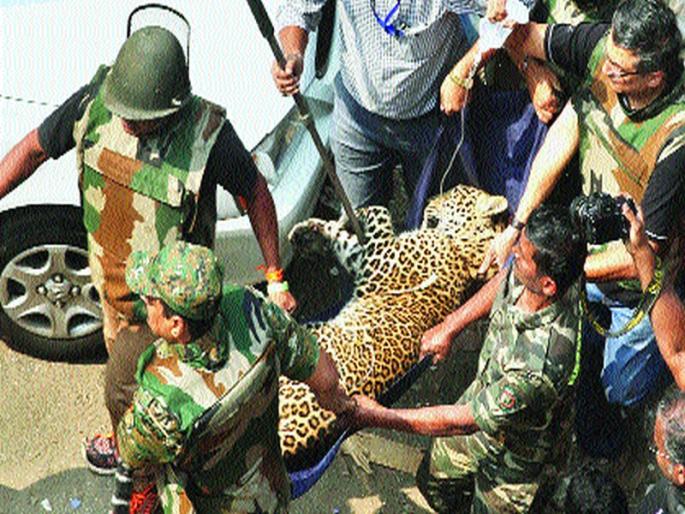 If the leopard attack can be avoided, the residents claim, | ...तर बिबट्याचा हल्ला टाळता आला असता, रहिवाशांचा दावा, नानेपाडात घातला धुमाकूळ If the leopard attack can be avoided, the residents claim, | ...तर बिबट्याचा हल्ला टाळता आला असता, रहिवाशांचा दावा, नानेपाडात घातला धुमाकूळ