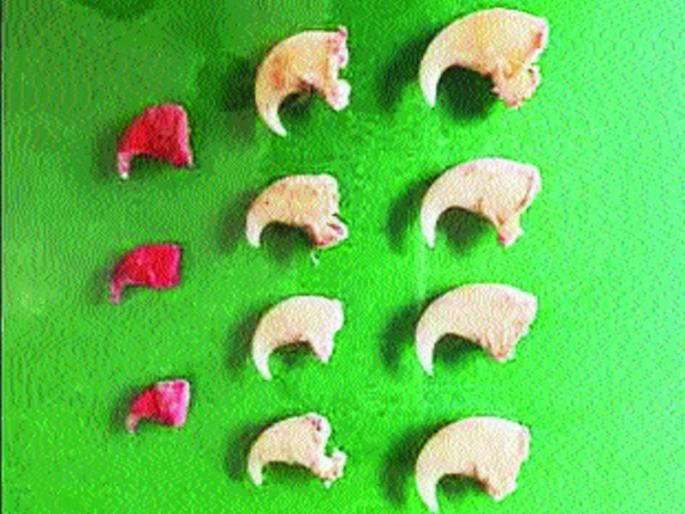 The nail sellers hang in the leopard | बिबट्याची नखे विकणारे अटकेत The nail sellers hang in the leopard | बिबट्याची नखे विकणारे अटकेत