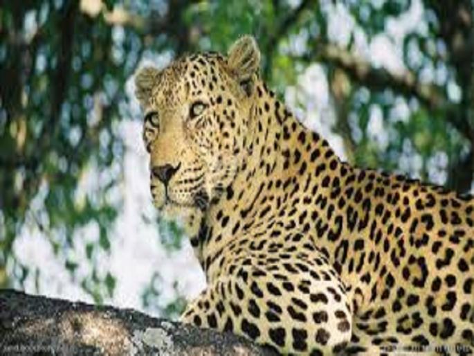 Child killed in leopard attack; Sensation in Pathardi with the death of two children in the same week | बिबट्याच्या हल्ल्यात मुलाचा मृत्यू; एकाच आठवड्यात दोन मुलांच्या मृत्यूने पाथर्डीत खळबळ Child killed in leopard attack; Sensation in Pathardi with the death of two children in the same week | बिबट्याच्या हल्ल्यात मुलाचा मृत्यू; एकाच आठवड्यात दोन मुलांच्या मृत्यूने पाथर्डीत खळबळ