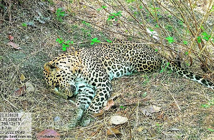 a full-grown leopard found dead in surabardi forest | भुकेने व्याकुळलेल्या जखमी बिबट्याचा सुराबर्डीच्या जंगलात मृत्यू a full-grown leopard found dead in surabardi forest | भुकेने व्याकुळलेल्या जखमी बिबट्याचा सुराबर्डीच्या जंगलात मृत्यू