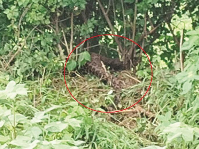 A leopard was trapped in a net set for a wild boar; livestock farmers were panicked | रानडुकरासाठी जाळे लावले, अडकला बिबट्या; पशुपालक, शेतकऱ्यांमध्ये दहशत A leopard was trapped in a net set for a wild boar; livestock farmers were panicked | रानडुकरासाठी जाळे लावले, अडकला बिबट्या; पशुपालक, शेतकऱ्यांमध्ये दहशत