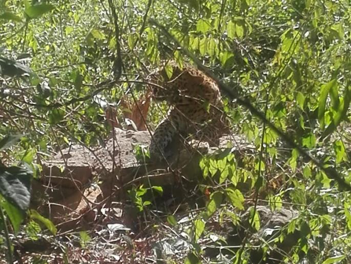 Pesticide attack on goats, incidents in Nandlapur | भरवस्तीत शेळ्यांवर बिबट्याचा हल्ला, नांदलापुरात घटना Pesticide attack on goats, incidents in Nandlapur | भरवस्तीत शेळ्यांवर बिबट्याचा हल्ला, नांदलापुरात घटना