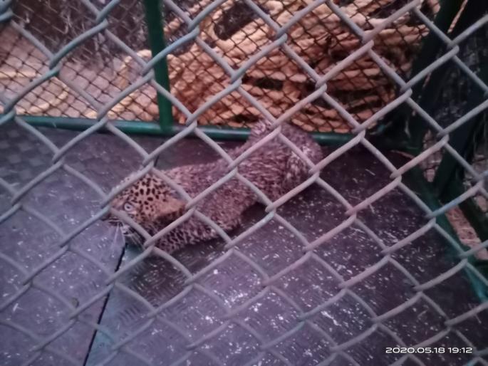 Save the life of a leopard that fell into a well | देवरुखनजीक विहिरीत पडलेल्या बिबट्याला जीवदान Save the life of a leopard that fell into a well | देवरुखनजीक विहिरीत पडलेल्या बिबट्याला जीवदान