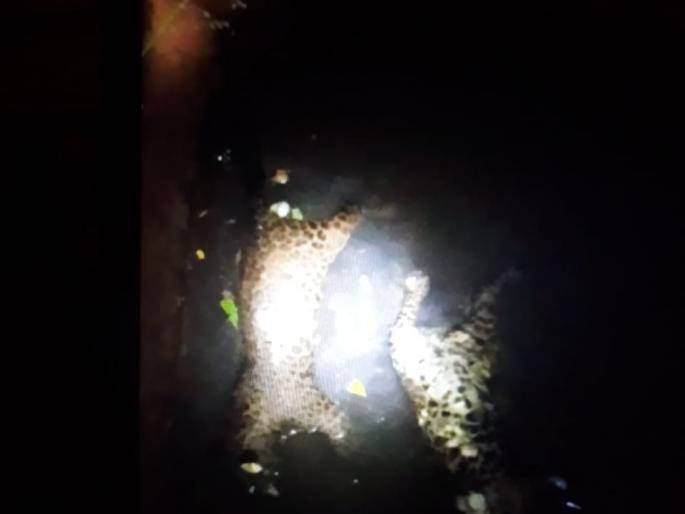 Two dead leopard cubs found in a well in Rajapur | राजापुरात विहिरीत आढळली मृत बिबट्याची दोन पिल्ले Two dead leopard cubs found in a well in Rajapur | राजापुरात विहिरीत आढळली मृत बिबट्याची दोन पिल्ले