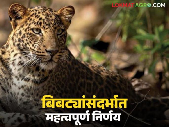 Latest News Government job for family member who died in leopard attack says Forest Minister naik | बिबट्याच्या हल्ल्यात मृत्यू झालेल्या कुटुंबातील सदस्याला सरकारी नोकरी, पहा वनमंत्री काय म्हणाले? Latest News Government job for family member who died in leopard attack says Forest Minister naik | बिबट्याच्या हल्ल्यात मृत्यू झालेल्या कुटुंबातील सदस्याला सरकारी नोकरी, पहा वनमंत्री काय म्हणाले?