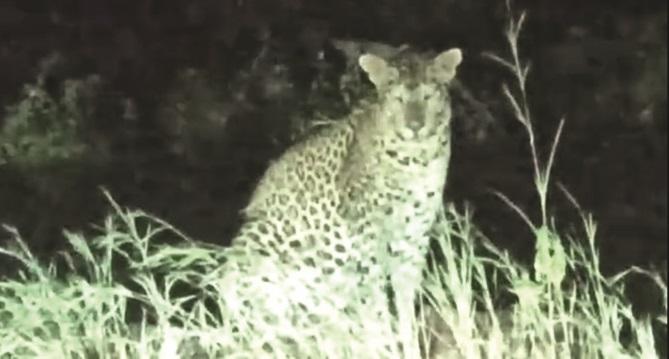 Leopards again, type at Pinguli | भरवस्तीत पुन्हा बिबट्या, पिंगुळी येथील प्रकार