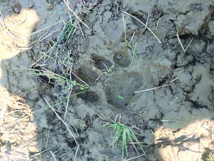 Leopard footprints at Padlos Mango | पाडलोस आंब्याचेगाळू येथे बिबट्याच्या पाऊलखुणा Leopard footprints at Padlos Mango | पाडलोस आंब्याचेगाळू येथे बिबट्याच्या पाऊलखुणा