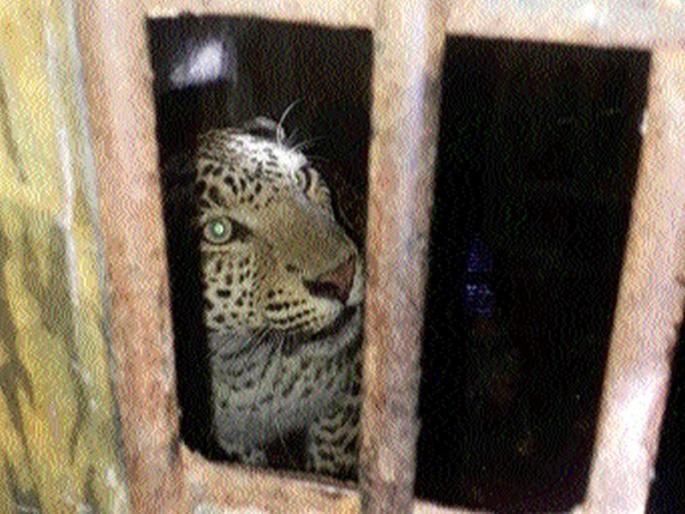 Leopard Zerband in Sinnar taluka | सिन्नर तालुक्यात बिबट्या जेरबंद Leopard Zerband in Sinnar taluka | सिन्नर तालुक्यात बिबट्या जेरबंद