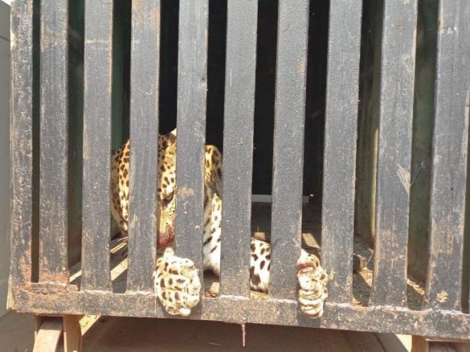Breath of relief: Leopards confiscated in the slums of Vihitgaon | सुटकेचा निश्वास : विहितगावच्या मळे भागात बिबट्या जेरबंद Breath of relief: Leopards confiscated in the slums of Vihitgaon | सुटकेचा निश्वास : विहितगावच्या मळे भागात बिबट्या जेरबंद