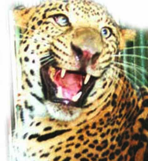  Dangers of Phagandar Shiva: Four Animals Gone | फागंदर शिवारात बिबट्याची दहशत : चार जनावरे केली फस्त