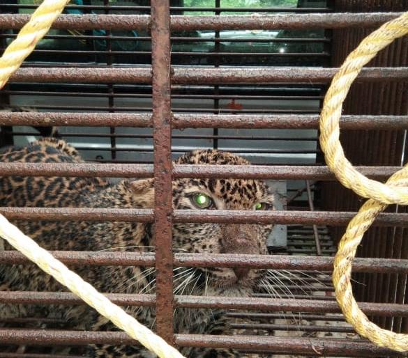 Who will stop wildlife hunters? | वन्य प्राण्यांच्या शिकारी रोखणार कोण ? Who will stop wildlife hunters? | वन्य प्राण्यांच्या शिकारी रोखणार कोण ?