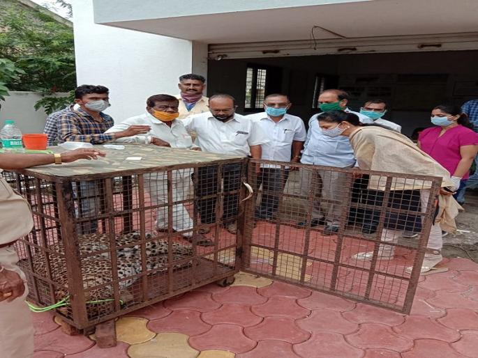 Two leopards fight at Khanapur; One seriously injured | खानापूर येथे दोन बिबट्यांची झुंज; एक गंभीर जखमी Two leopards fight at Khanapur; One seriously injured | खानापूर येथे दोन बिबट्यांची झुंज; एक गंभीर जखमी
