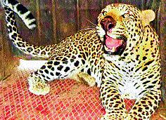 The calf killed in a leopard attack | विंचूरदळवीत बिबट्याच्या हल्ल्यात वासरू ठार The calf killed in a leopard attack | विंचूरदळवीत बिबट्याच्या हल्ल्यात वासरू ठार