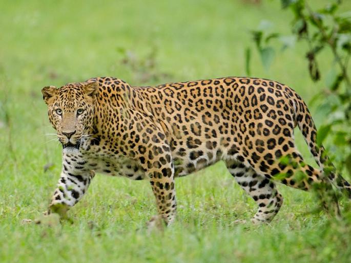 Leopard kills six goats; Residents in the unchkhadak are scared junnar | Pune : बिबट्याने पाडला सहा शेळ्यांचा फडशा; उंचखडक परिसरातील नागरिक भयभीत Leopard kills six goats; Residents in the unchkhadak are scared junnar | Pune : बिबट्याने पाडला सहा शेळ्यांचा फडशा; उंचखडक परिसरातील नागरिक भयभीत