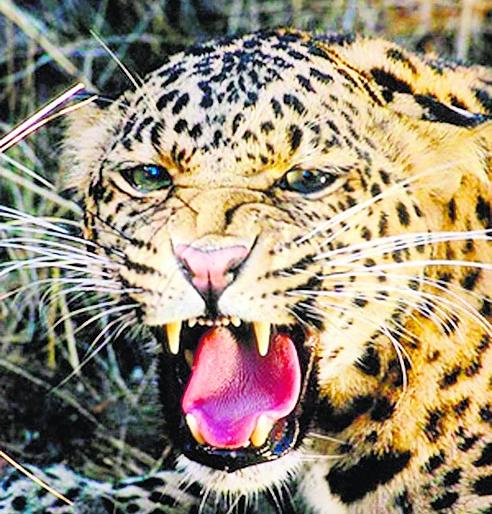 Leopards roam the primary health center | जातेगाव प्राथमिक आरोग्य केंद्रात बिबट्याचा वावर