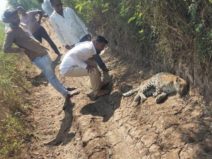 Leopard dies due to lack of treatment at Wadala Mahadev; Delay of Forest Department | वडाळा महादेव येथे उपचाराअभावी बिबट्याचा मृत्यू; वनविभागाची दिरंगाई Leopard dies due to lack of treatment at Wadala Mahadev; Delay of Forest Department | वडाळा महादेव येथे उपचाराअभावी बिबट्याचा मृत्यू; वनविभागाची दिरंगाई